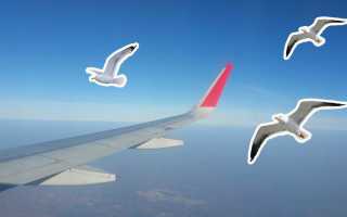 Что происходит при попадании птицы в двигатель самолета